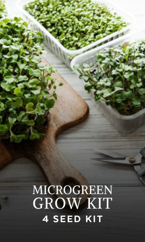 4 seeds microgreens grow kit