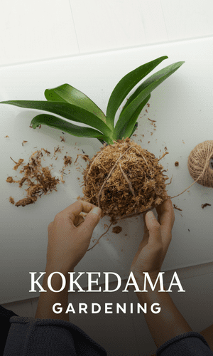 kokedama diy kit with video gardening