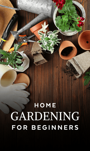 DIY Home Gardening Kit