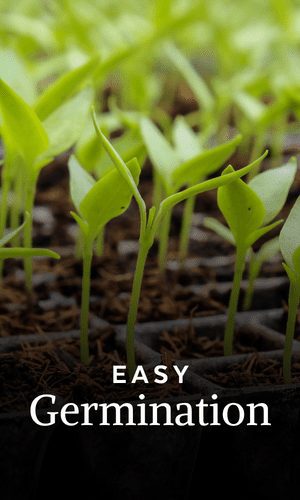 diy easy germination gardening kit with video workshop